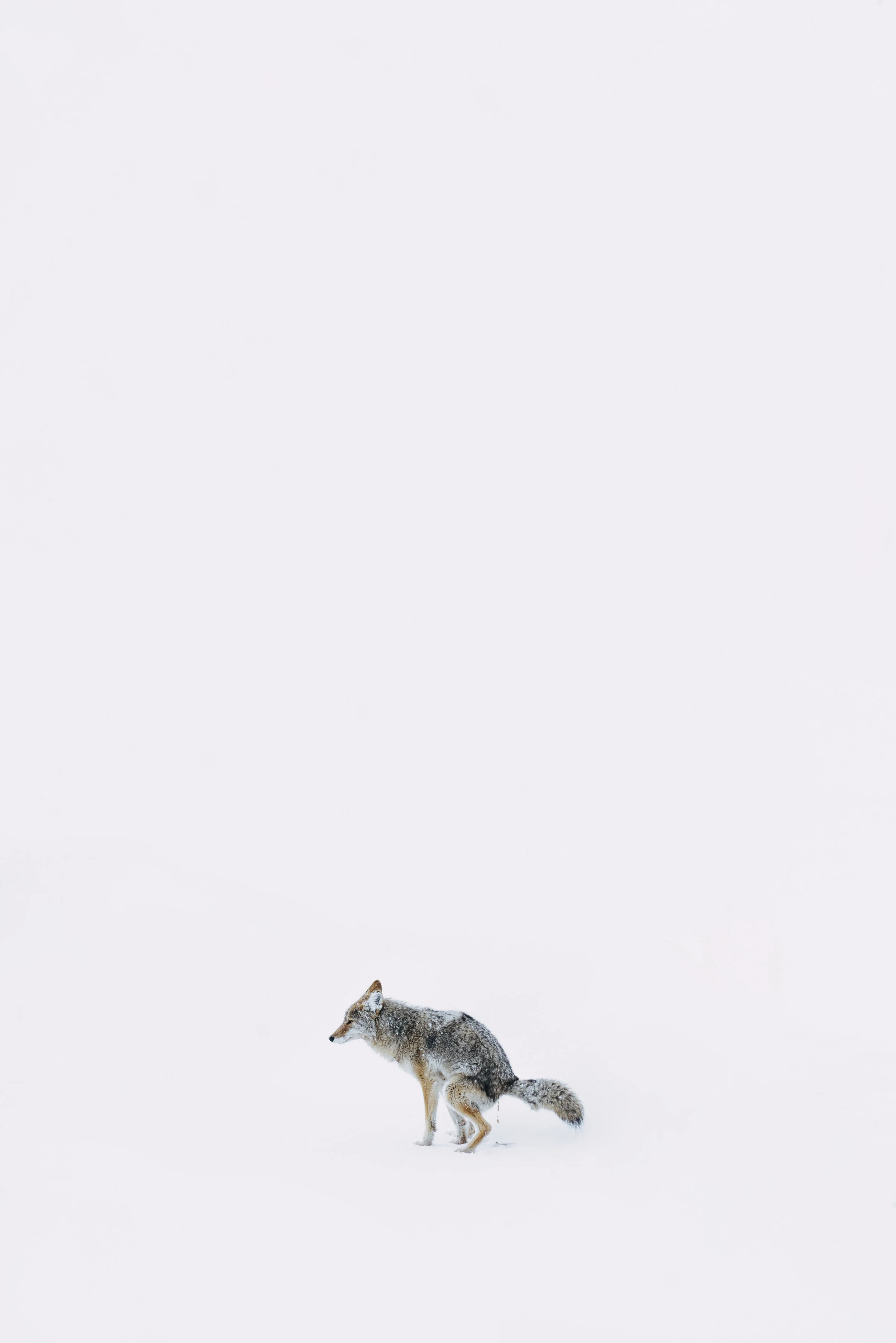 Yellowstone2016-144_HighResolution.jpg