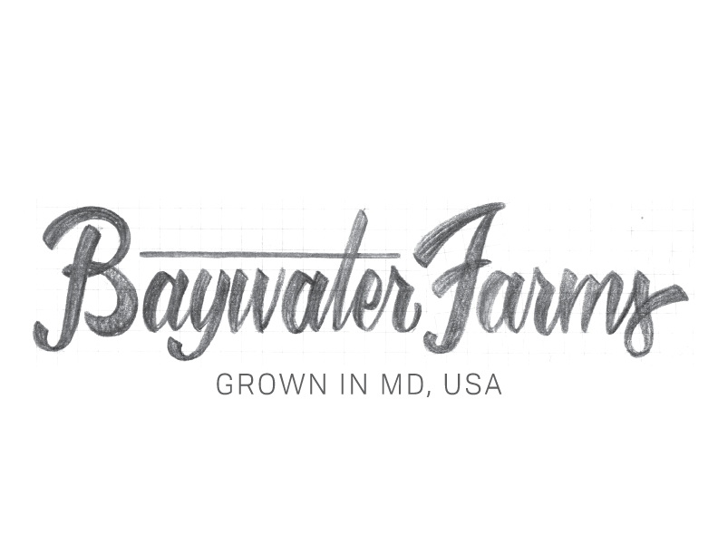 BaywaterFarms_LogoSketch_No2.png