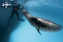  Paul Nicklen, 2006