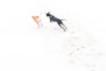 Red Dog - Black Dog, Lisa Bevis
