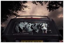 Alfie, Martin Usborne, 2010