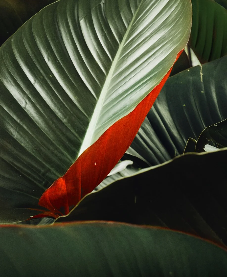 © Elsa Leydier
