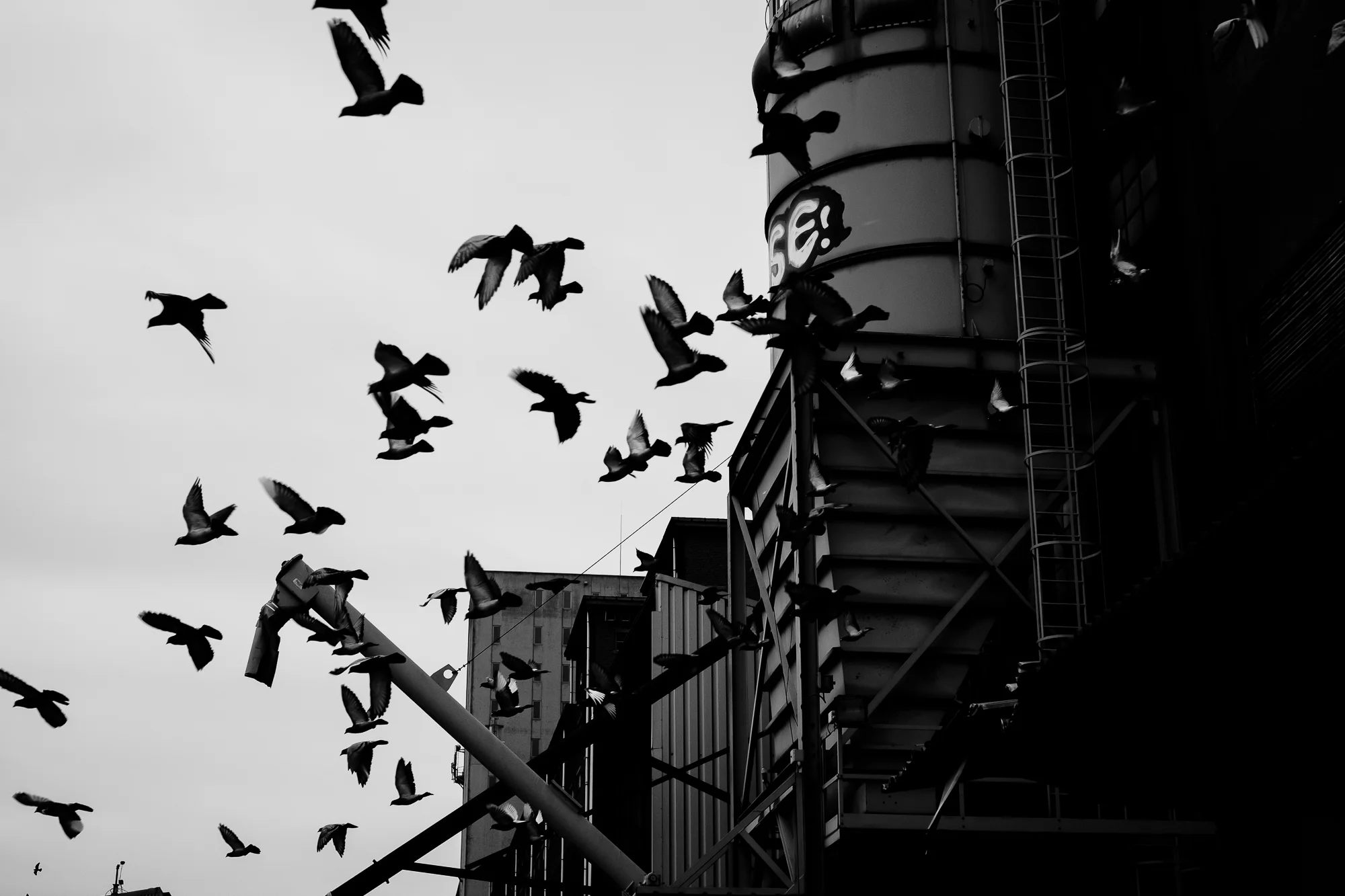 City Birds