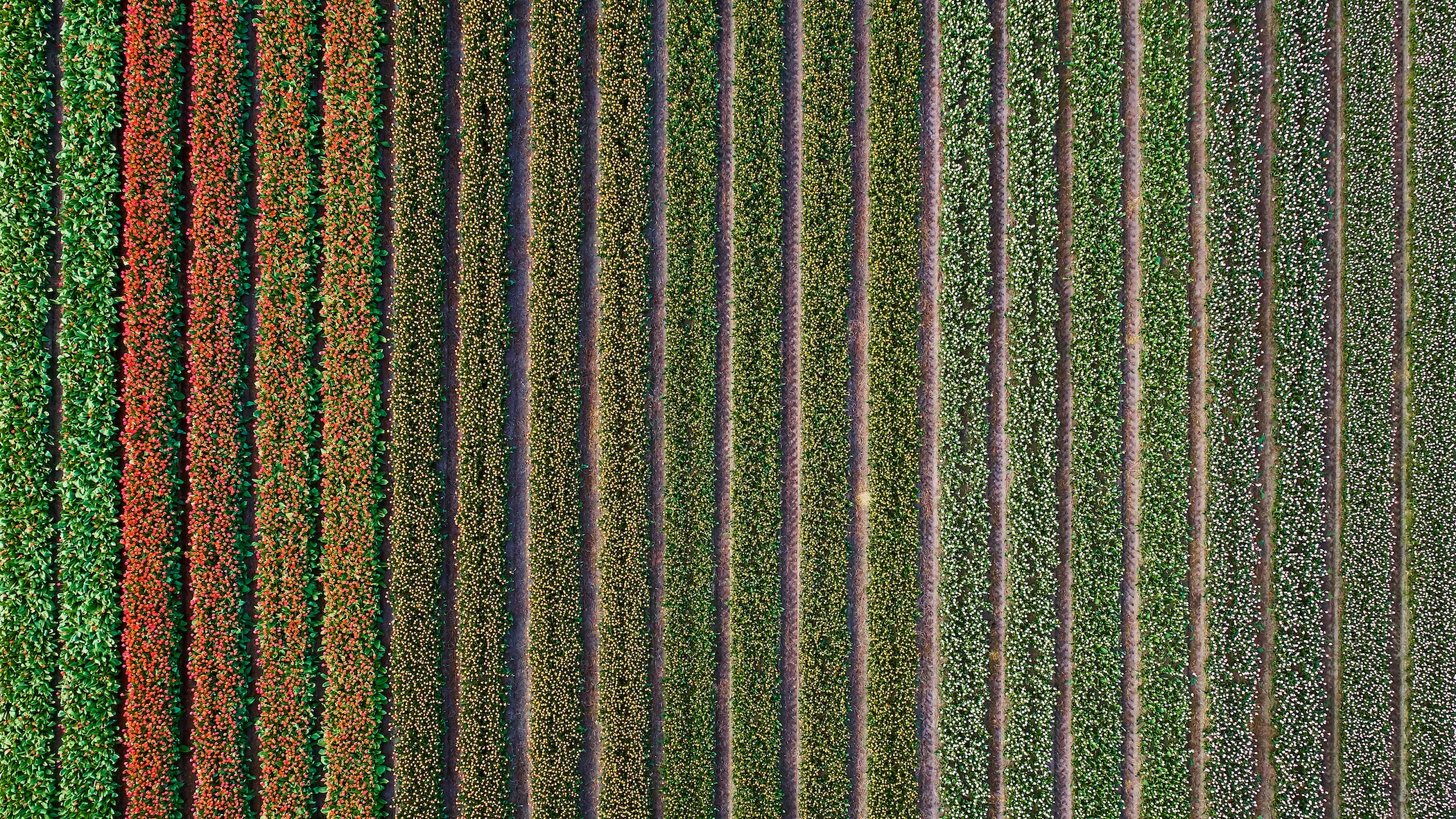 20180426-ZuidHolland-DJI_0008 -small.jpg