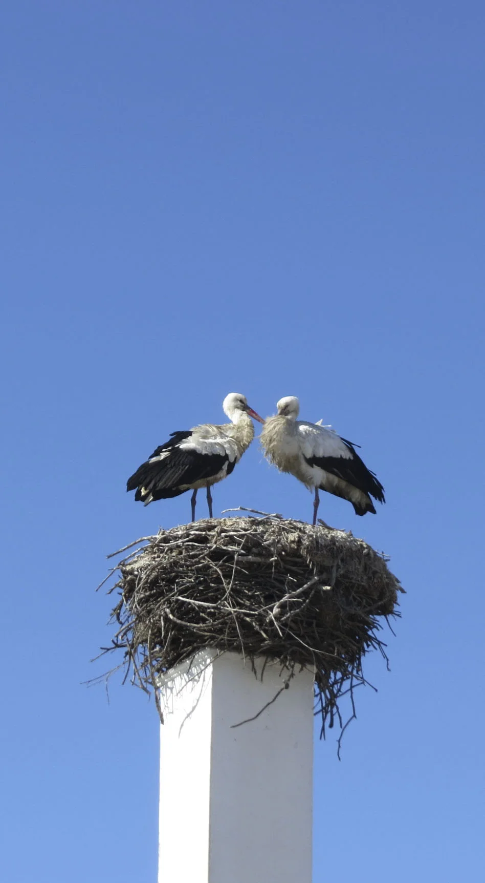 Storks in their nest