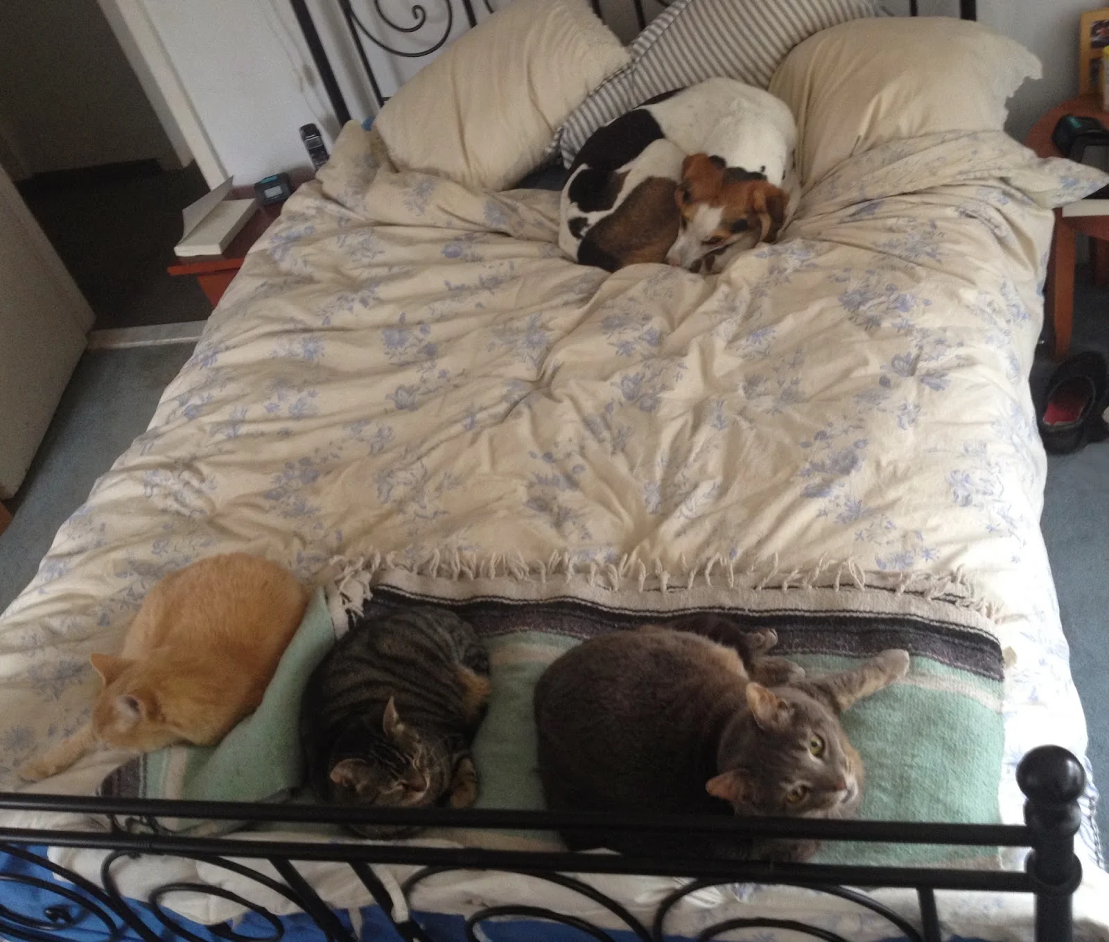 critter+comforts.jpg