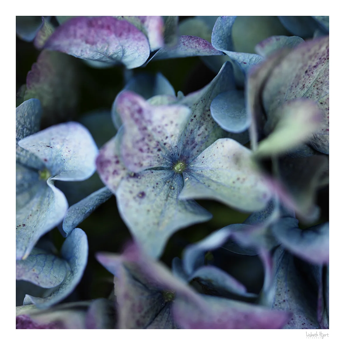 Blue & purple leaves.jpg