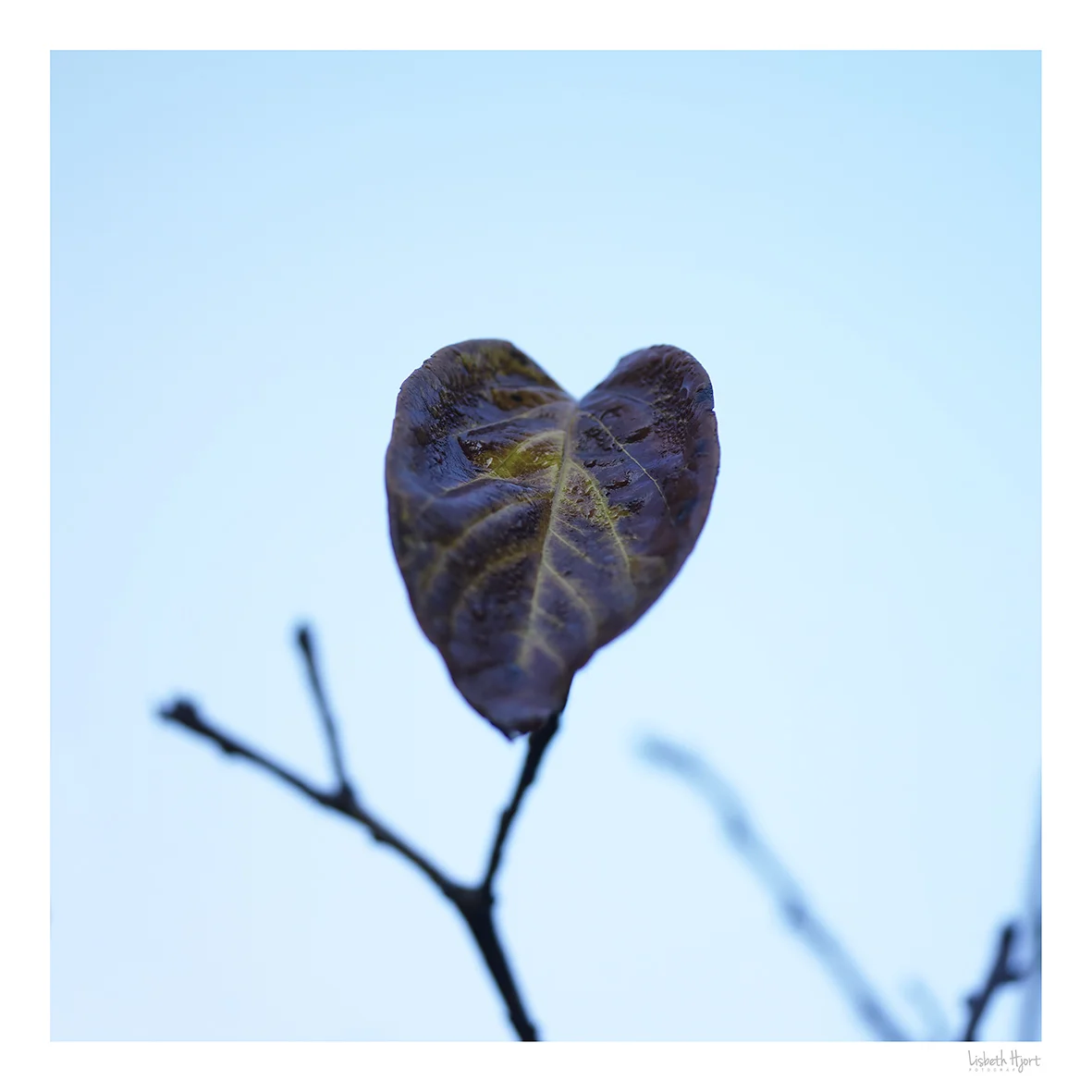 Heartshape leaf.jpg
