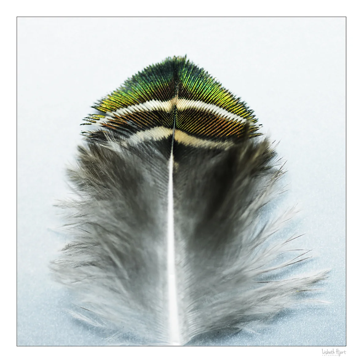 Feather.jpg