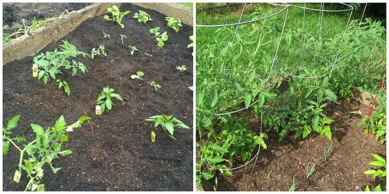 vegetable garden b and a.jpg