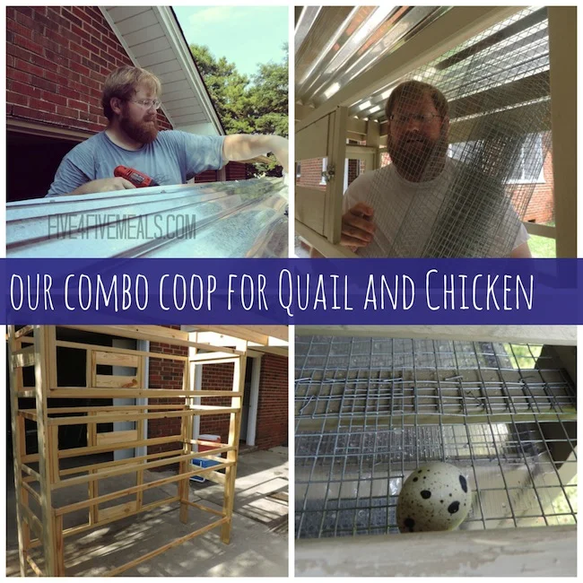 our combo coop.jpg