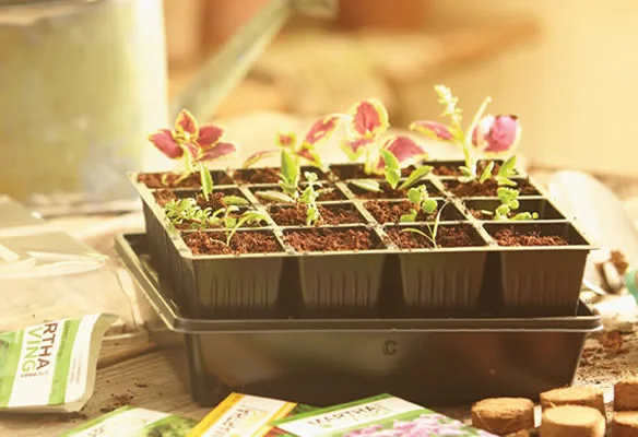 MB-seedstarter-martha-584.jpg