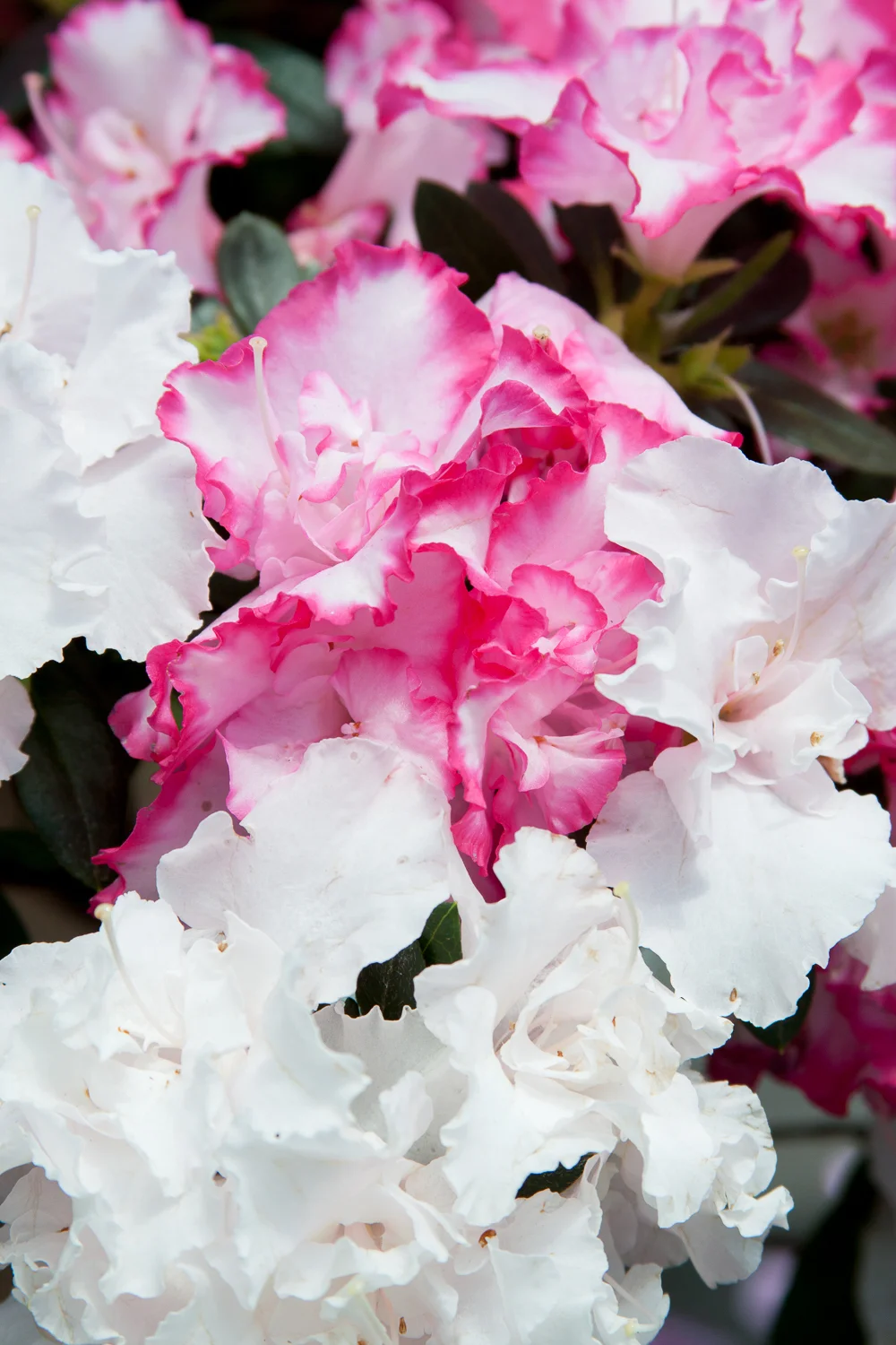 20150418_Tinia+Herman_0086.jpg