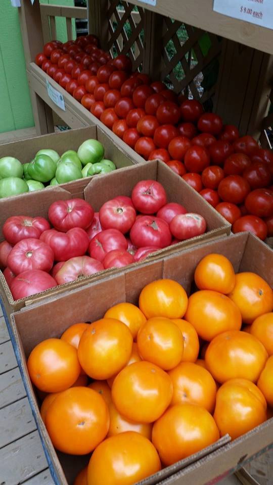 CAROLINA SUNGOLD, BEEFSTEAK, & GREEN TOMATOES! ALL AVAILABLE NOW ! The first frost of the season is coming soon! Get these delicious tomatoes while you still can.