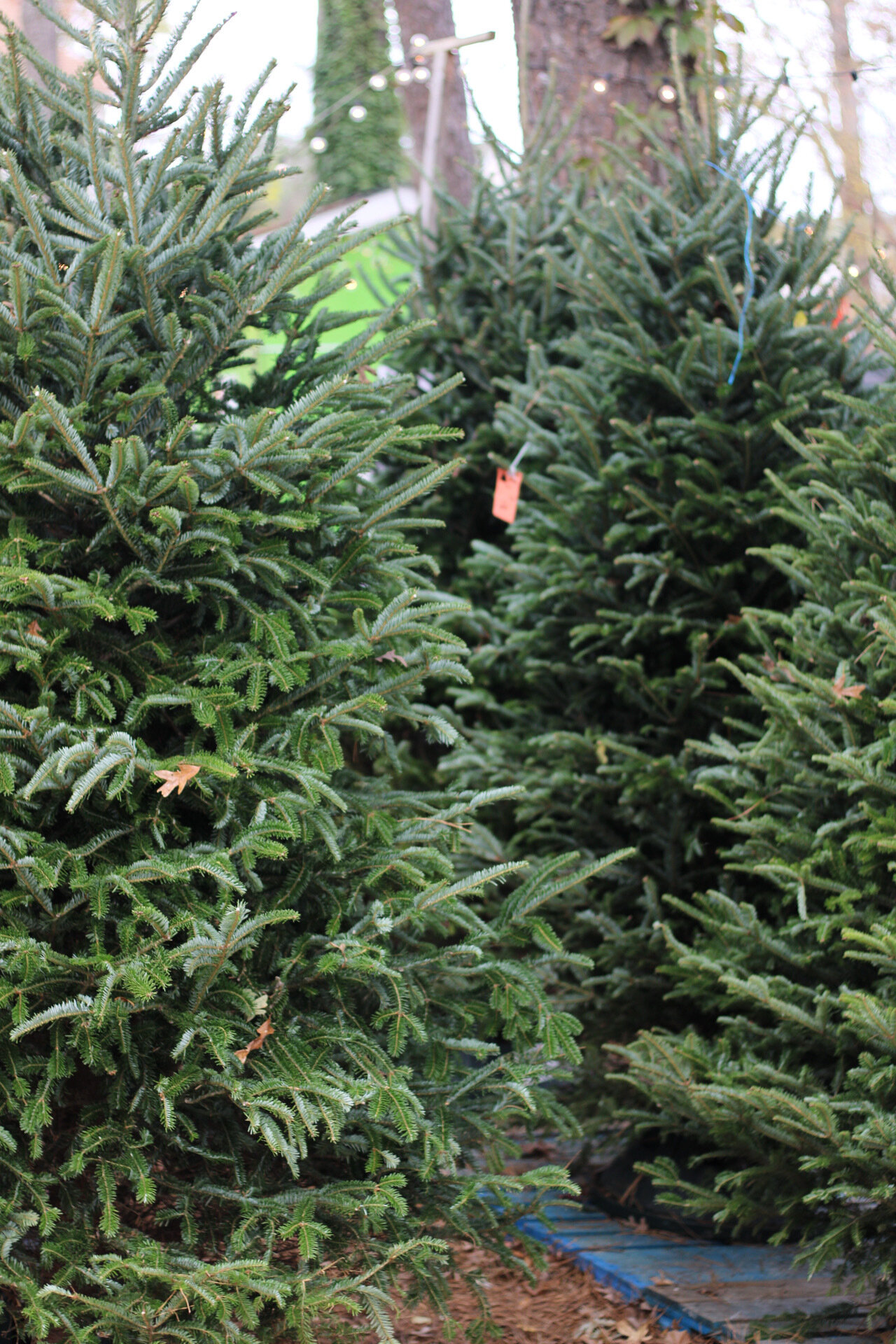 Donovan & Christmas Trees (12).JPG