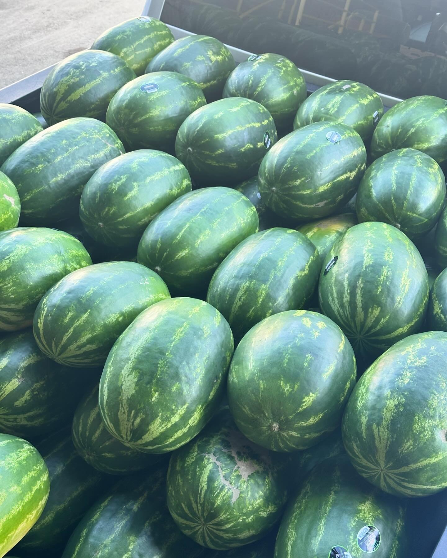 One man crusade to bring you the best produce money can buy! Owner Donovan picking up more Sweet Jumbo Seeded Red Watermelons 🍉 more volume is beginning to build so the likelihood of being sold out is lessening throughout our 11 hour business day. #