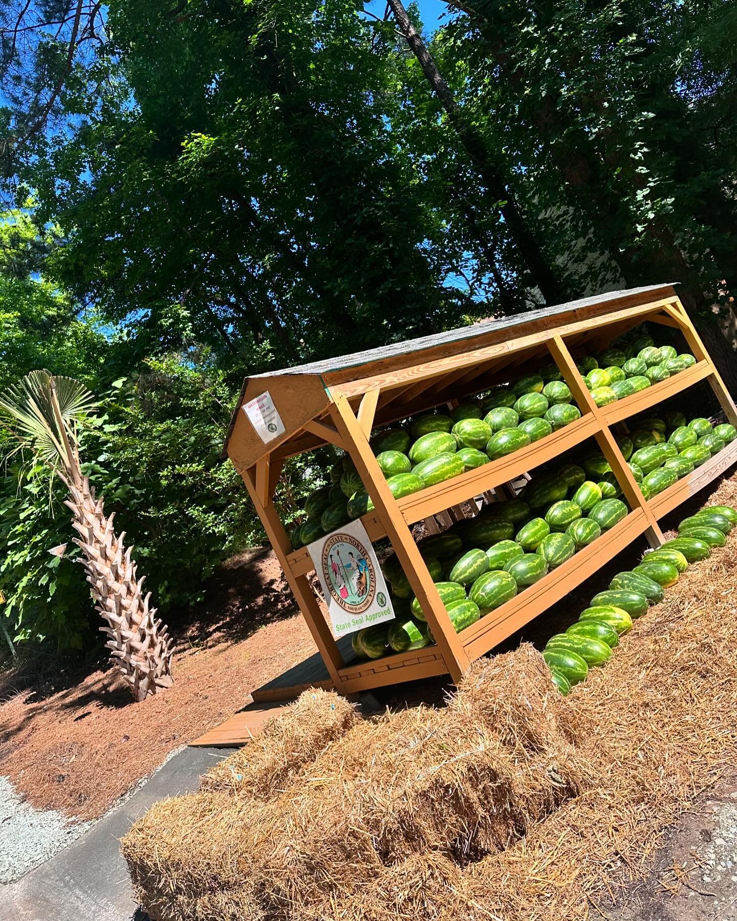 Just unloaded 300 jumbo sweet seeded watermelons 🍉 

More yellow arrive tomorrow.