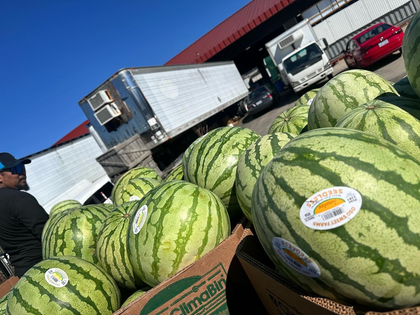 New Yellow &amp; Orange Watermelons coming back to the Orchard! These are Huge ! Sweet as sugar !