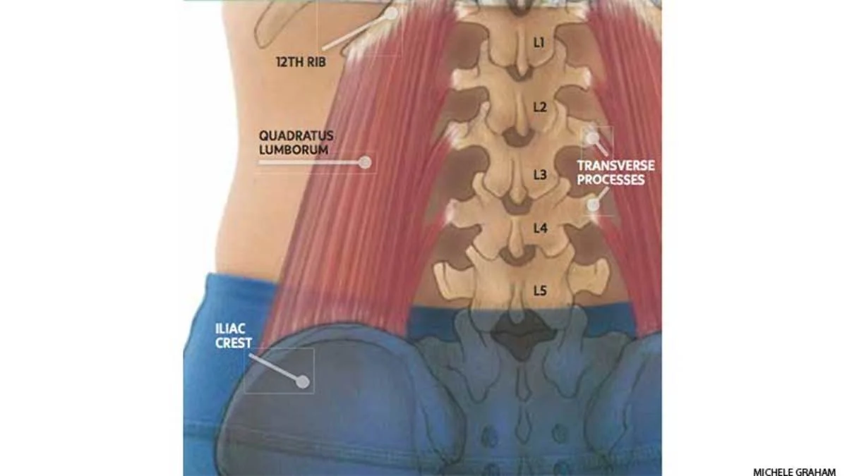 Quadratus lumborum, insertions and origins, iliac crest, transverse processes of L1-L5, 12th rib