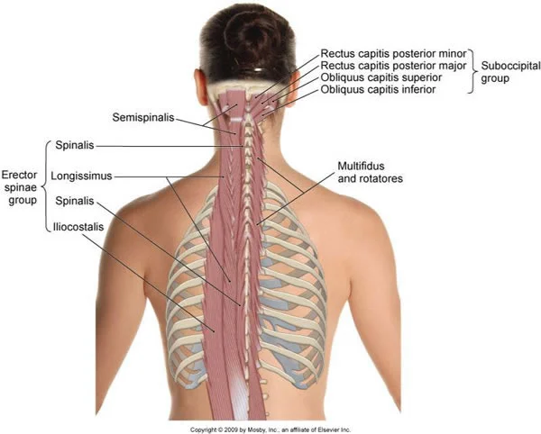 Here we can see the relation of the erector spinae to the other muscles that help support the head and back and contribute to their motion.