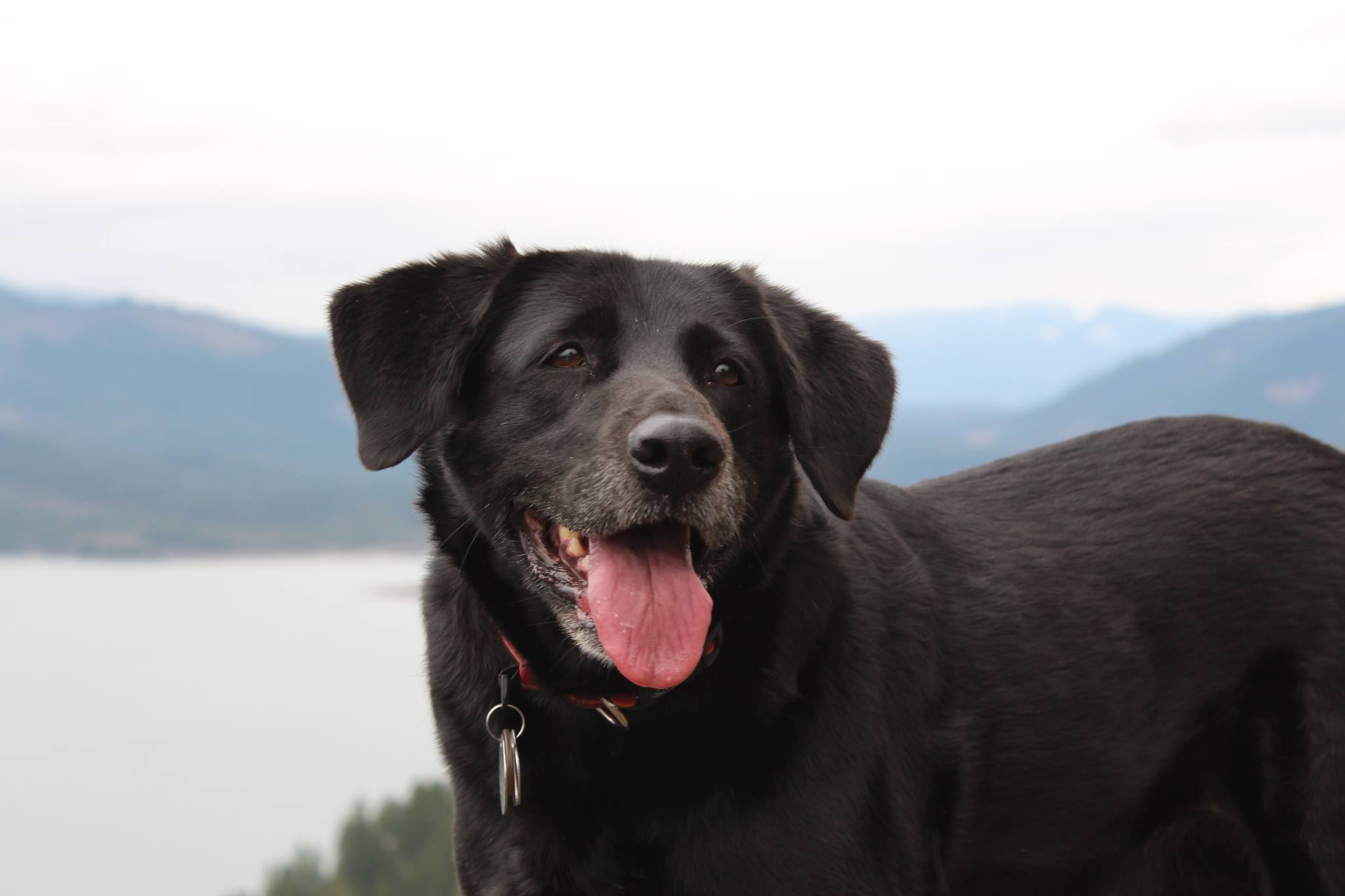 BELLA