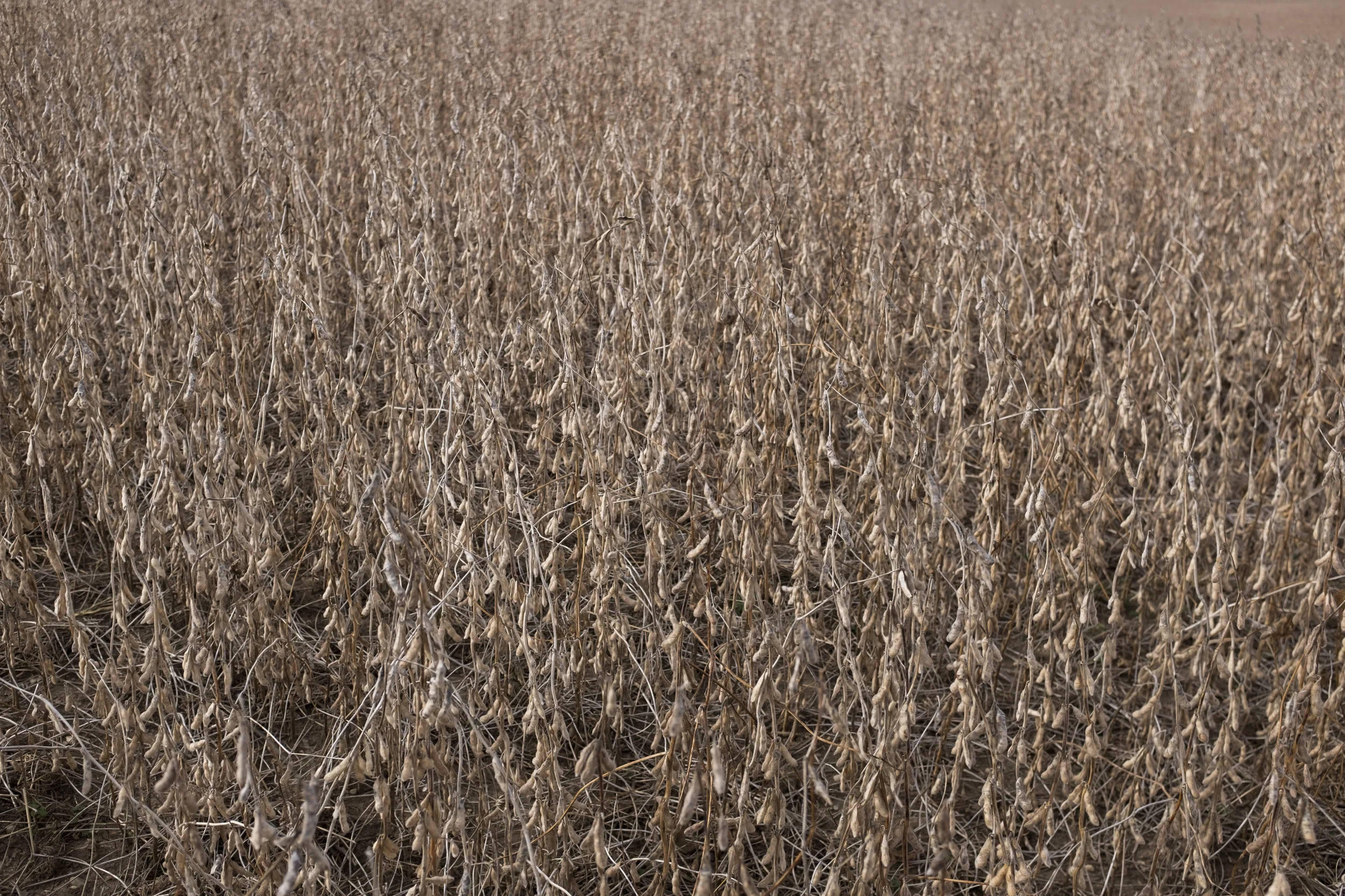 Soybean prices fell more than 12% (lows not seen since 2008) Since China placed a 25% import tax on the legume to retaliate against the Trump Administration. “Soybean prices fell over $2.00 a bushel when the tariffs went into effect therefore its going to affect net income by $2.00 a bushel that we produce which is around 55,000 bushels per year.”