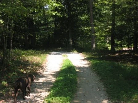 Driveway from house 3.jpg