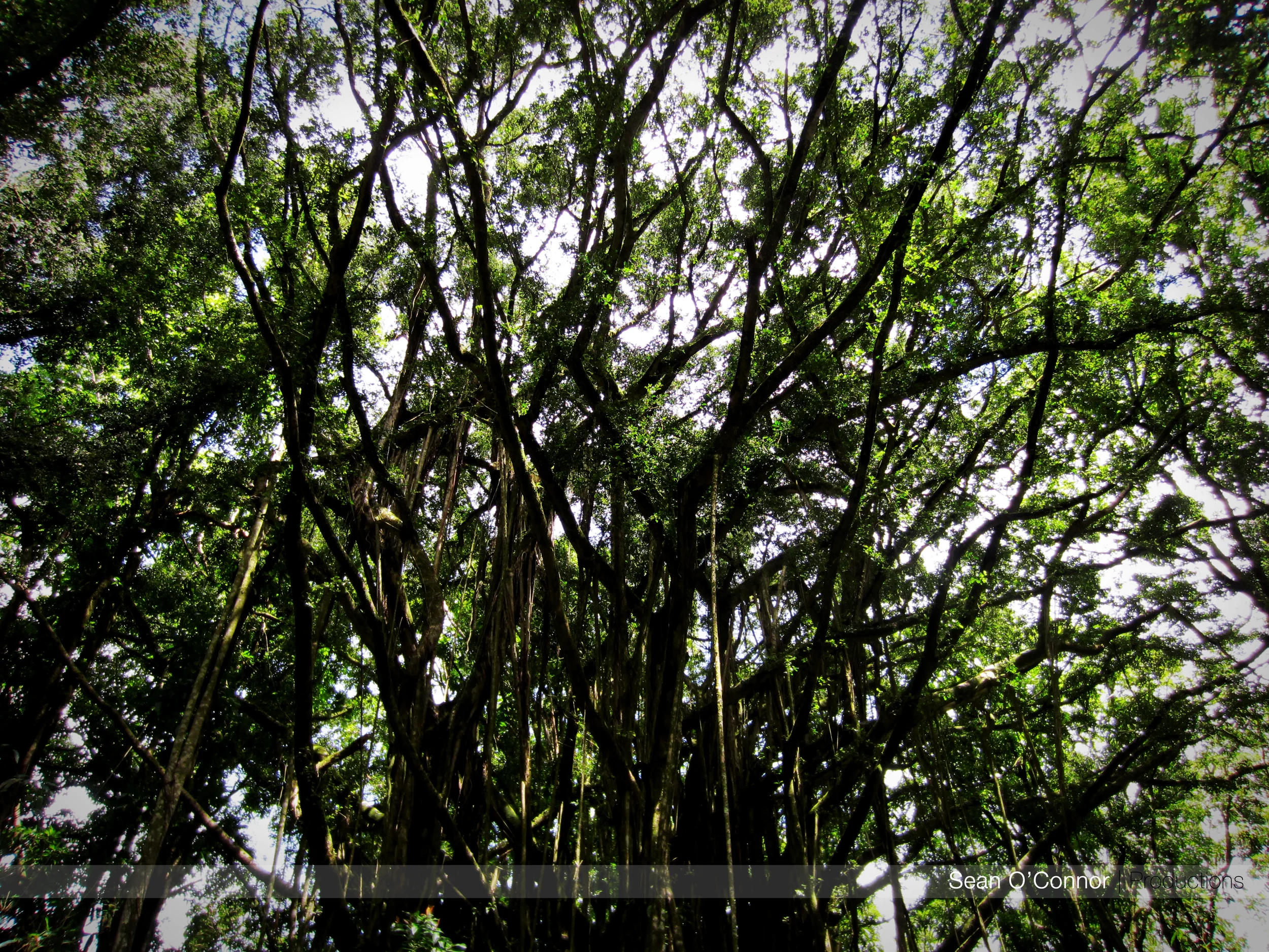 jungletree.jpg