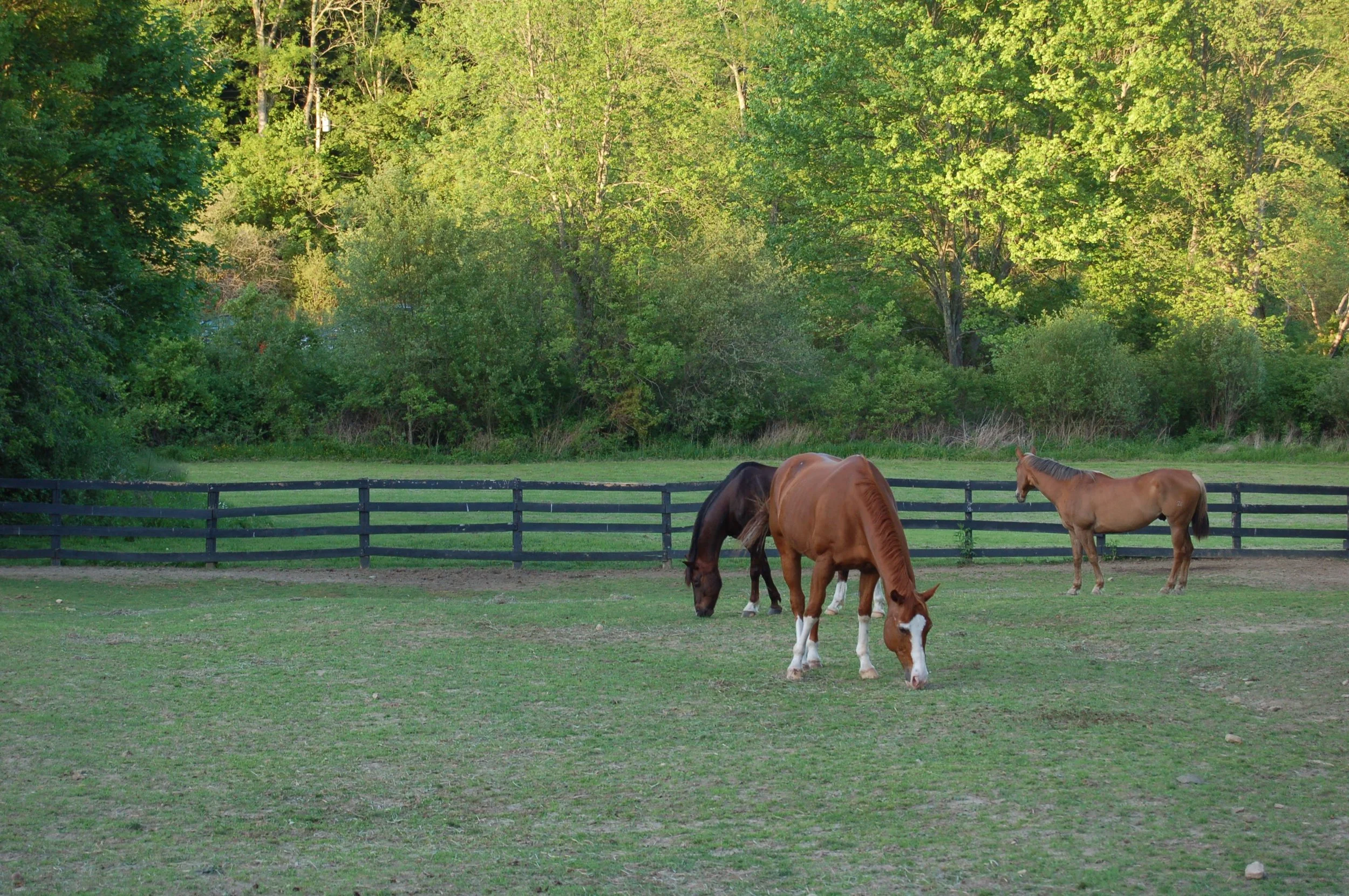 DSC_0212.jpg