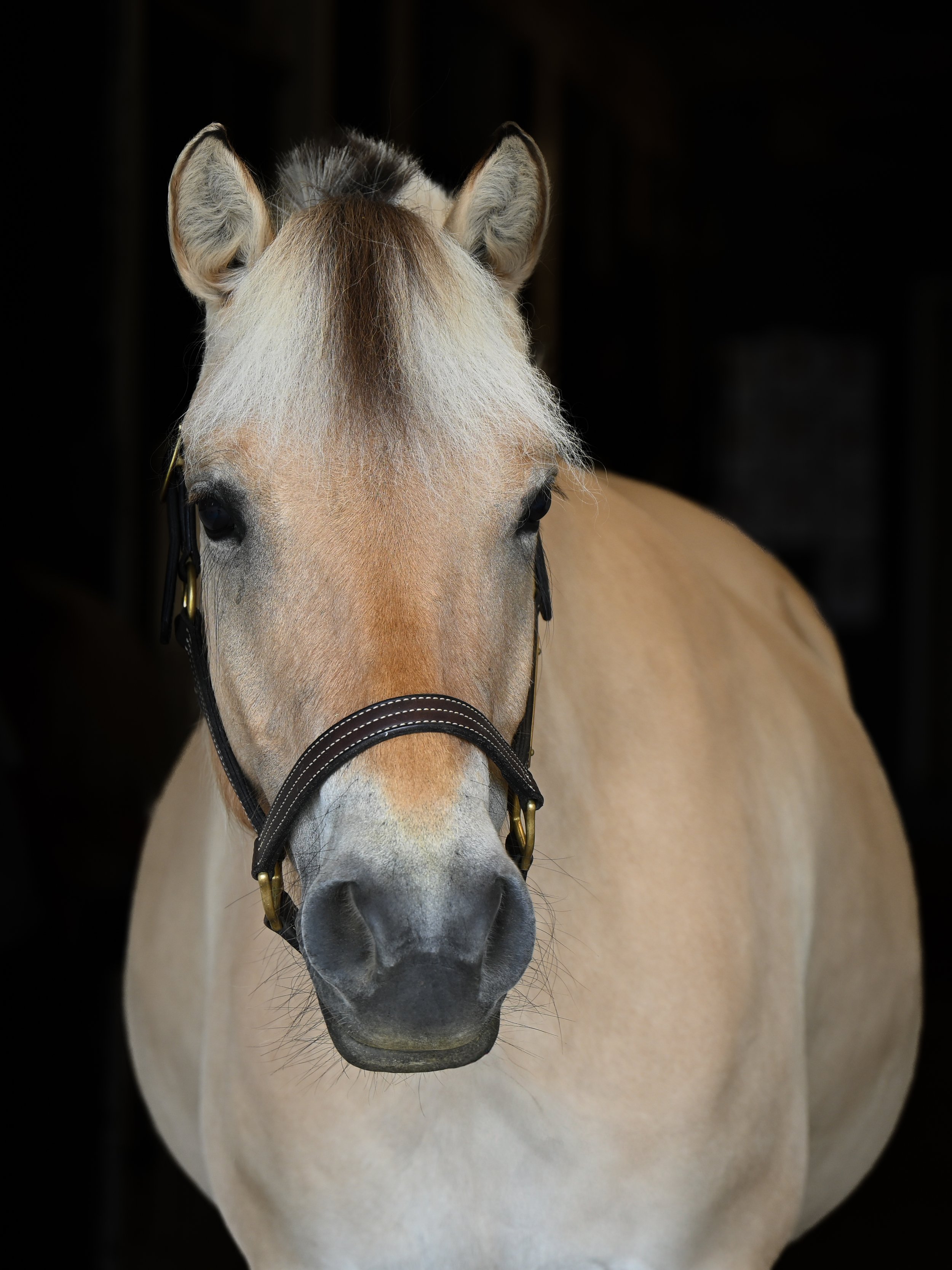 A young, light-colored horse with a short mane, wearing a blue blanket, is looking over a wooden fence in a barn or stable.