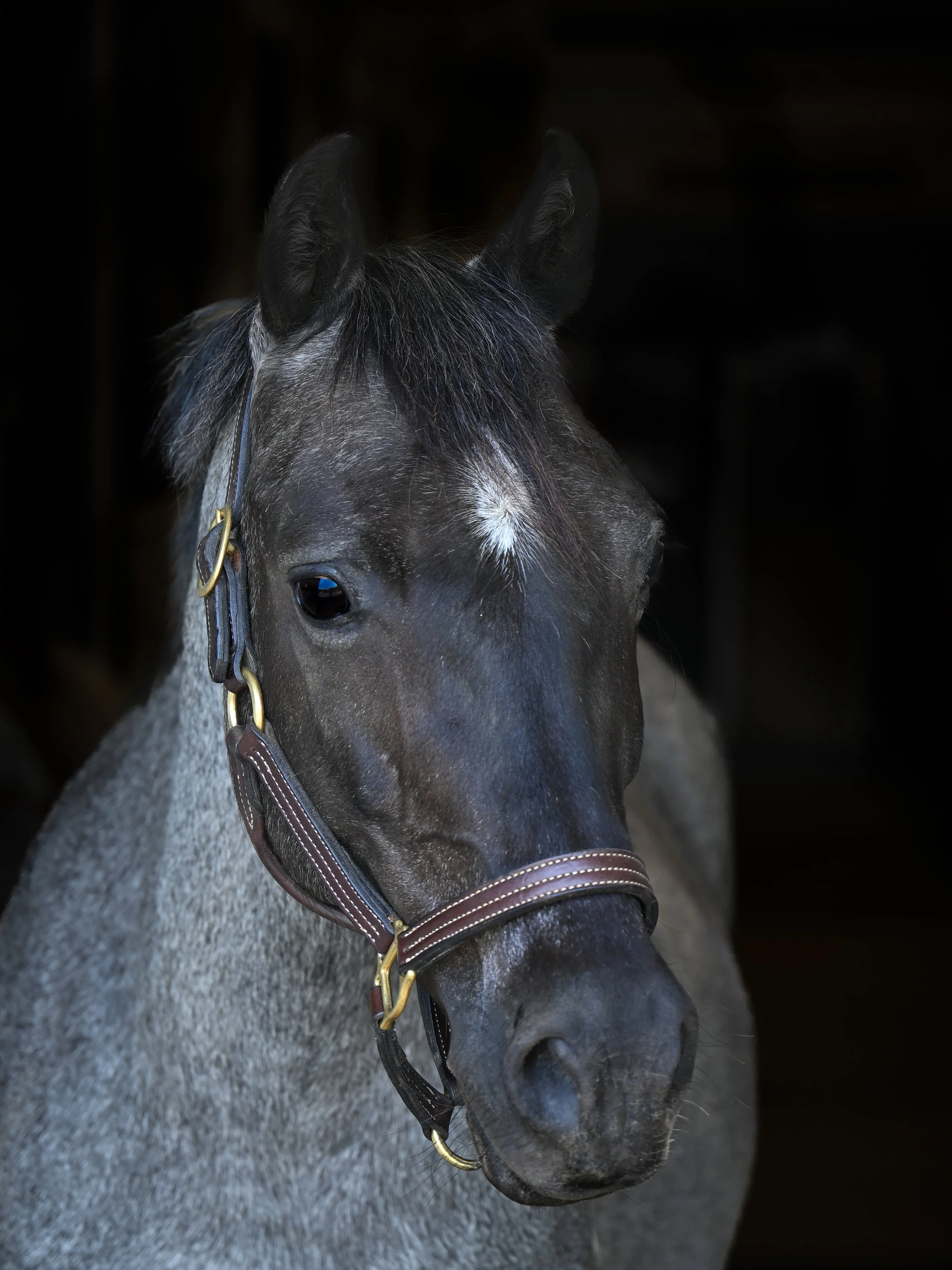 Close-up of a young horse with a grey coat and darker mane, wearing a blue blanket inside a stable.