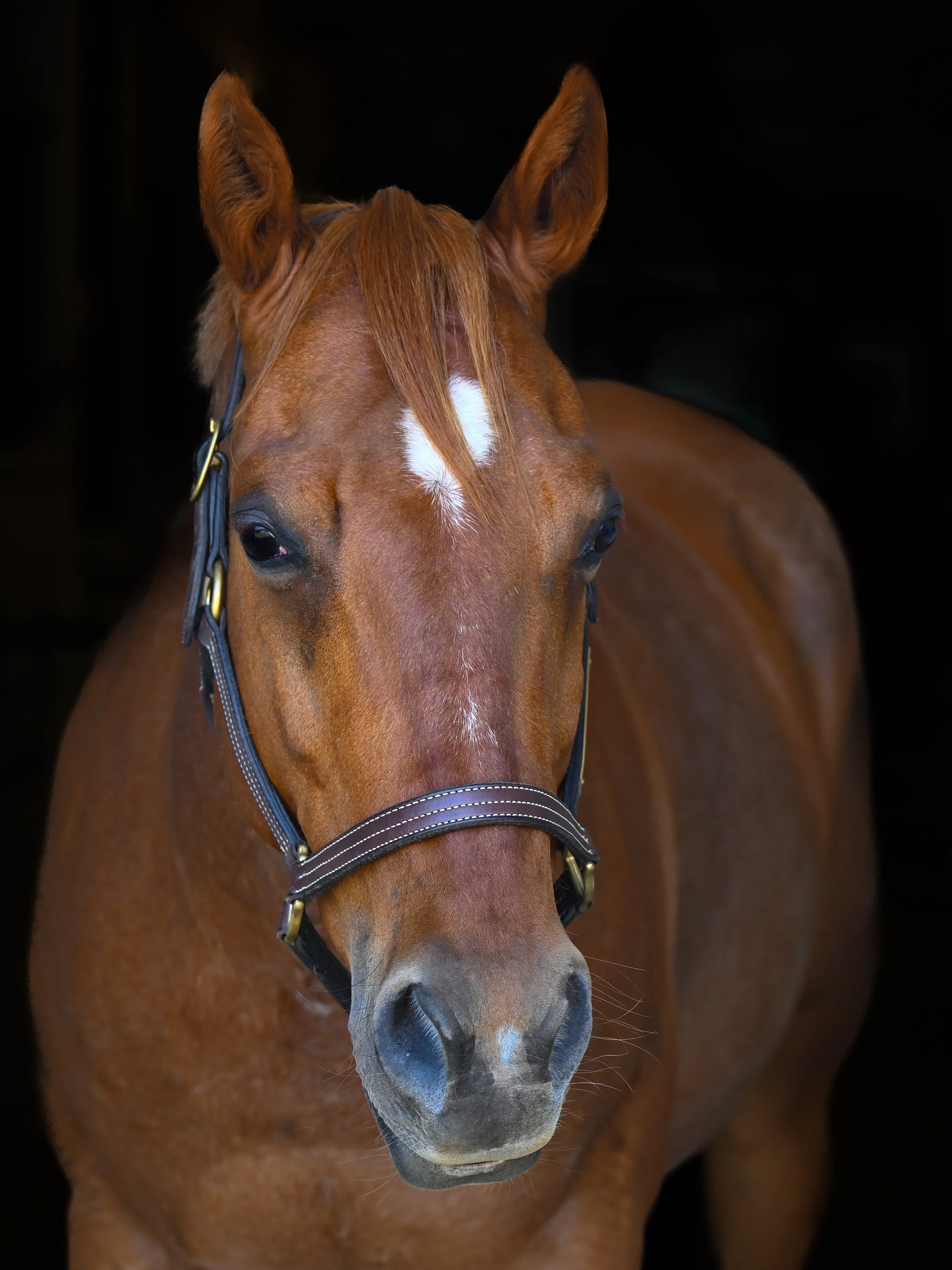 A brown horse with a white star on its forehead, standing in a stable with a blue leash attached to its halter, facing forward.