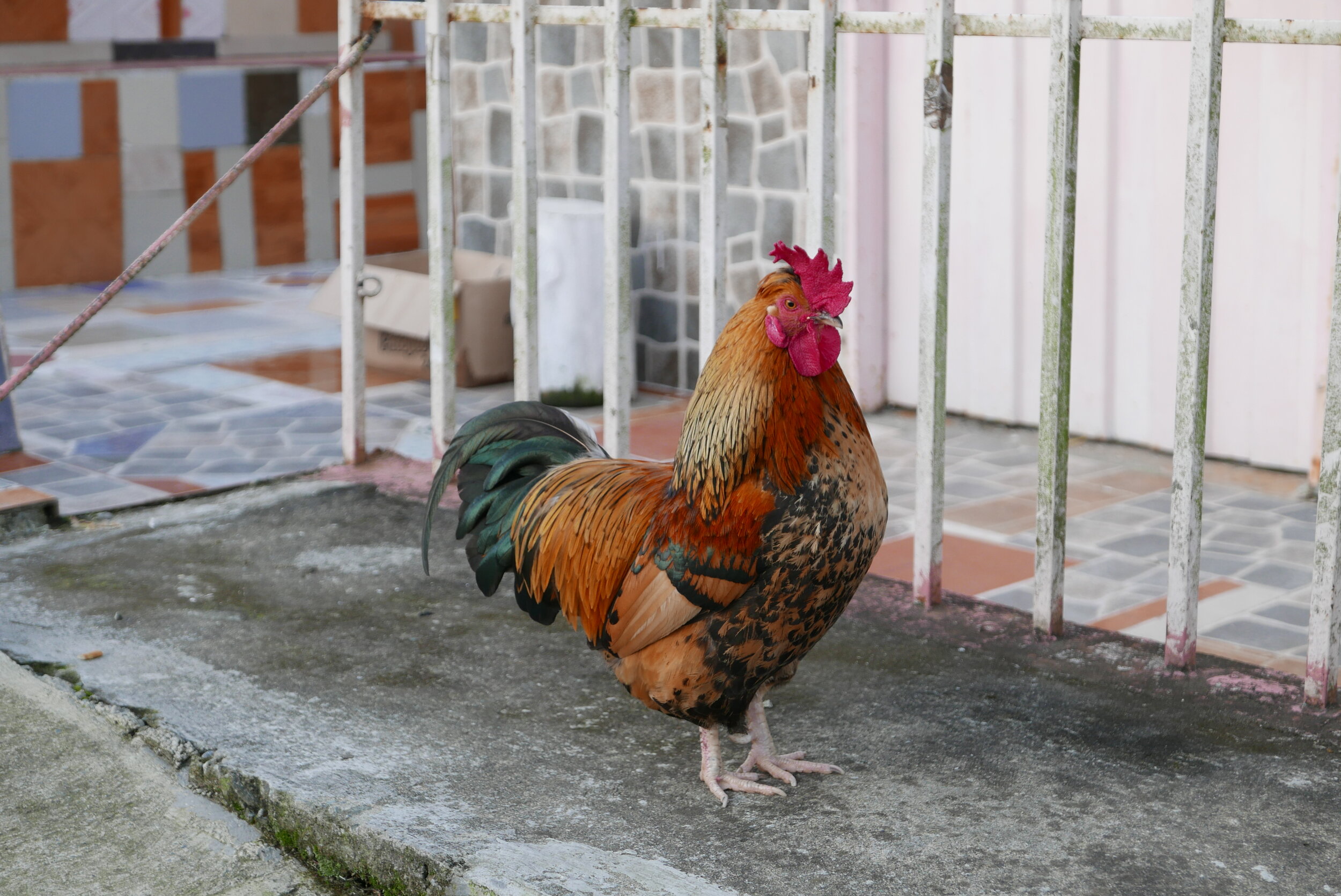 El gallo