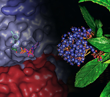 The mysterious inner workings of Chang Shan—a Chinese herbal medicine used for thousands of years to treat fevers associated with malaria—have been uncovered thanks to a high-resolution structure solved at The Scripps Research Institute (TSRI). Information and statements regarding dietary supplements have not been evaluated by the Food and Drug Administration and are not intended to diagnose, treat, cure, or prevent any disease. Dietary supplements are not intended to treat, cure, or prevent any disease.