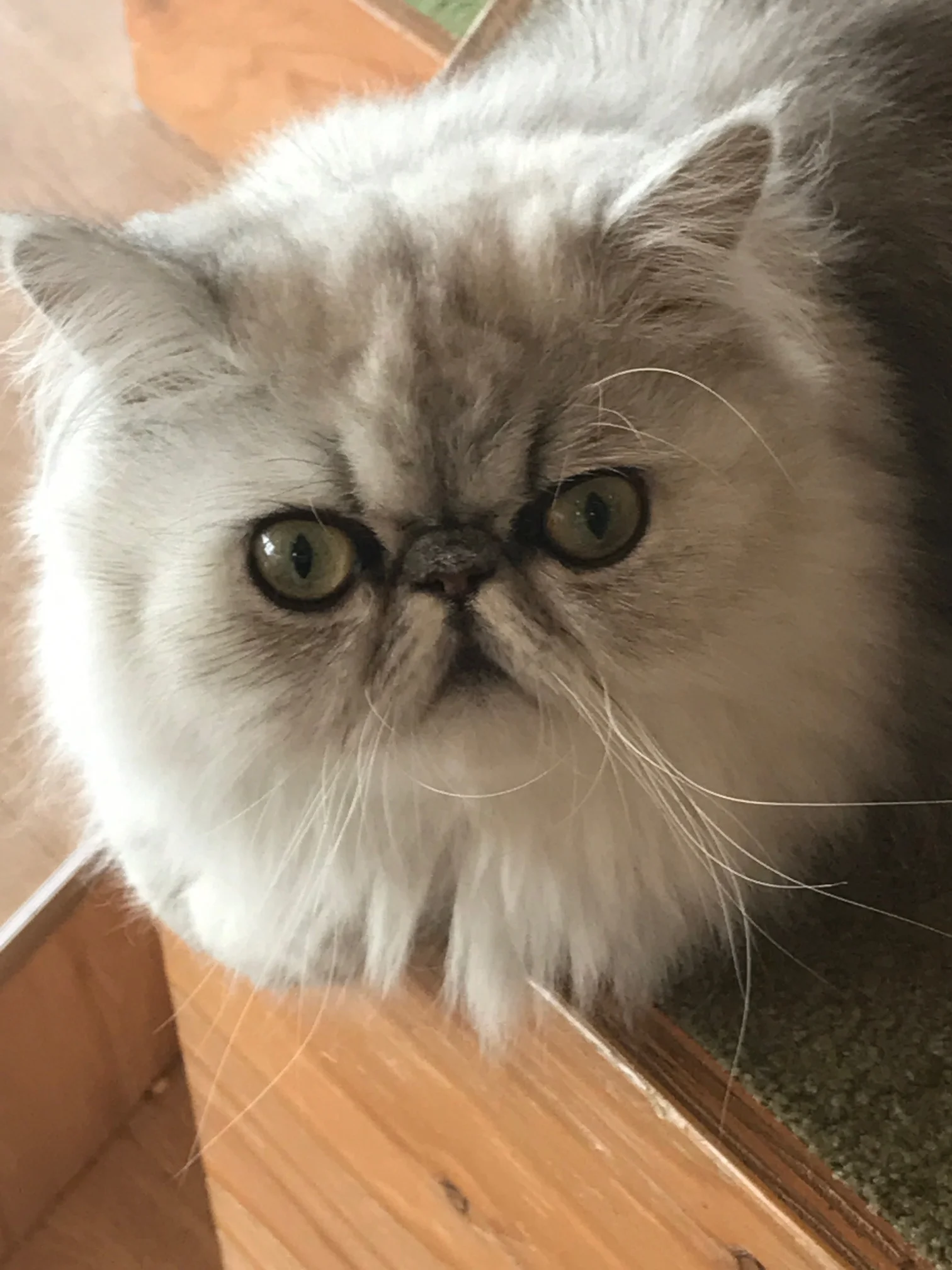 Serious Cat at the Cat Cafe