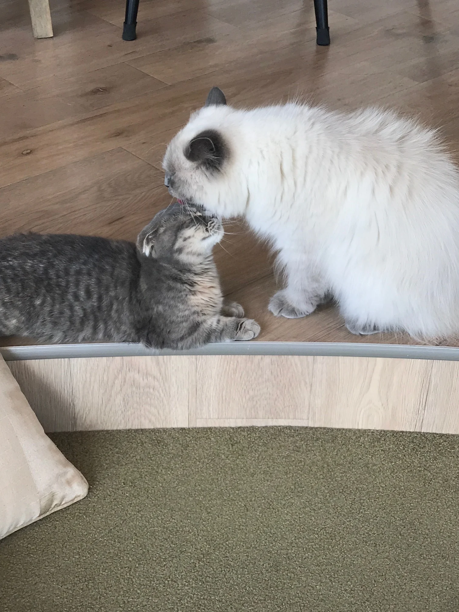 TLC at the Cat Cafe