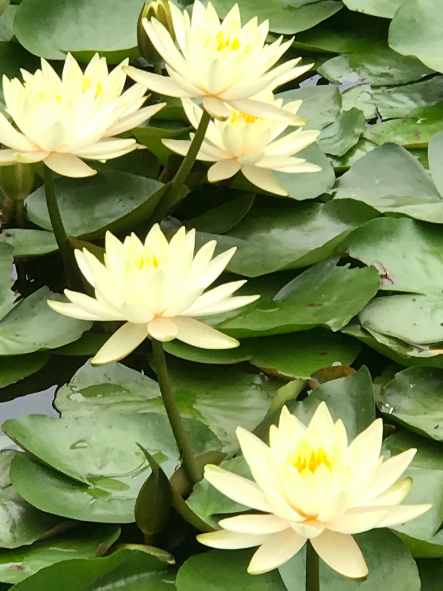 Water Lillies at Meiji Jingu Inner Garden