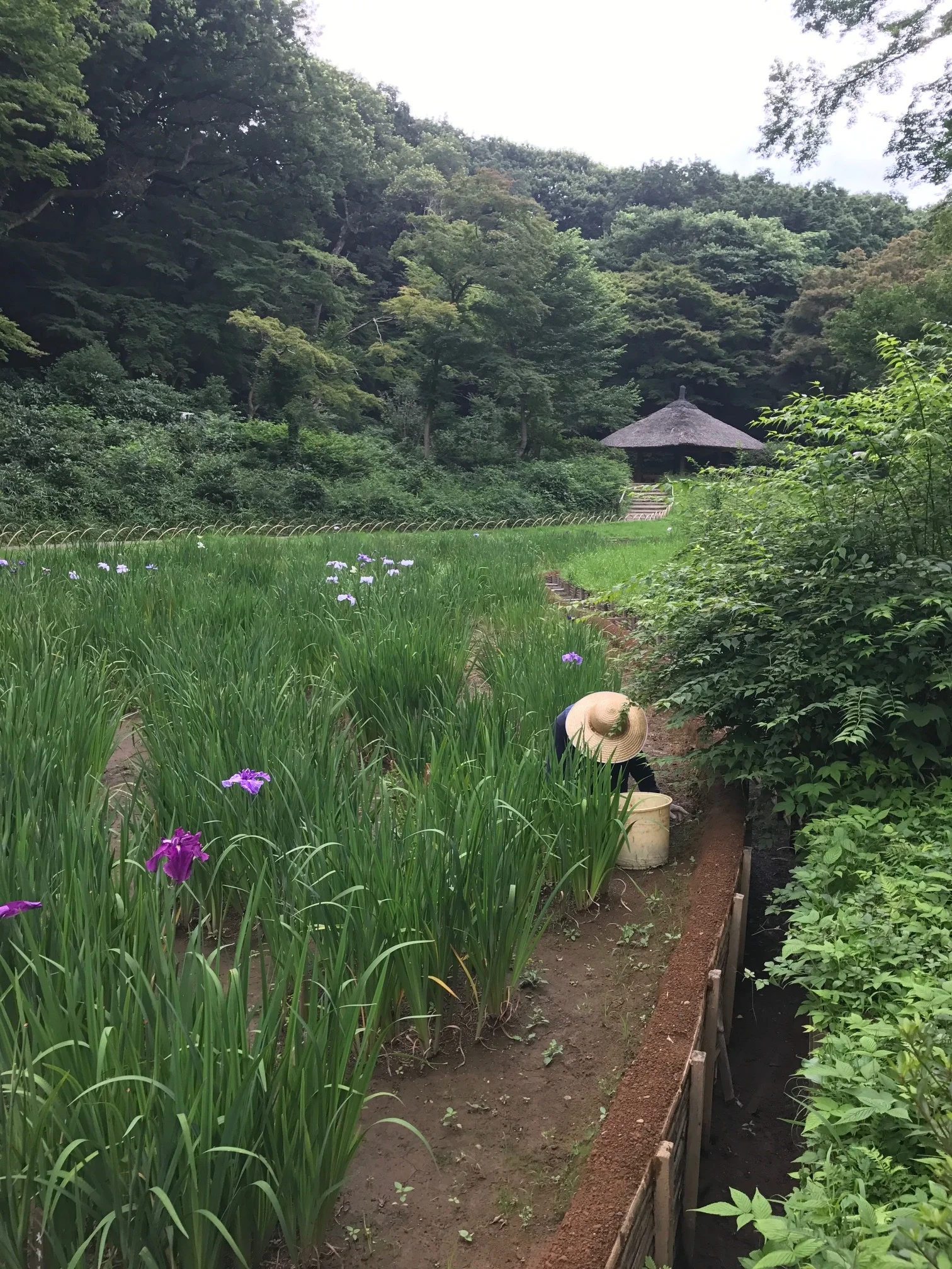 Inner Garden - Meiji Shrine