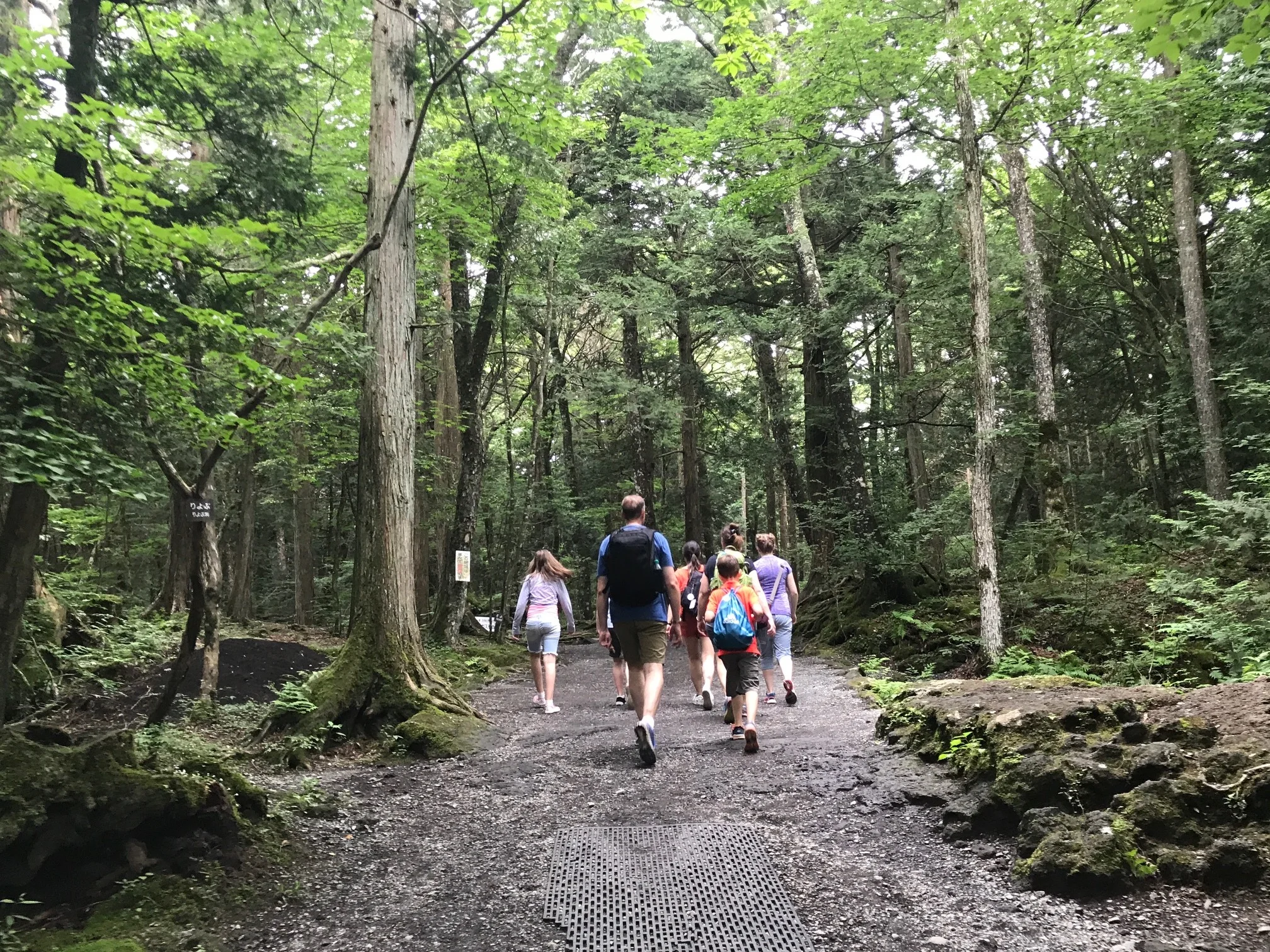 Walking in the forest