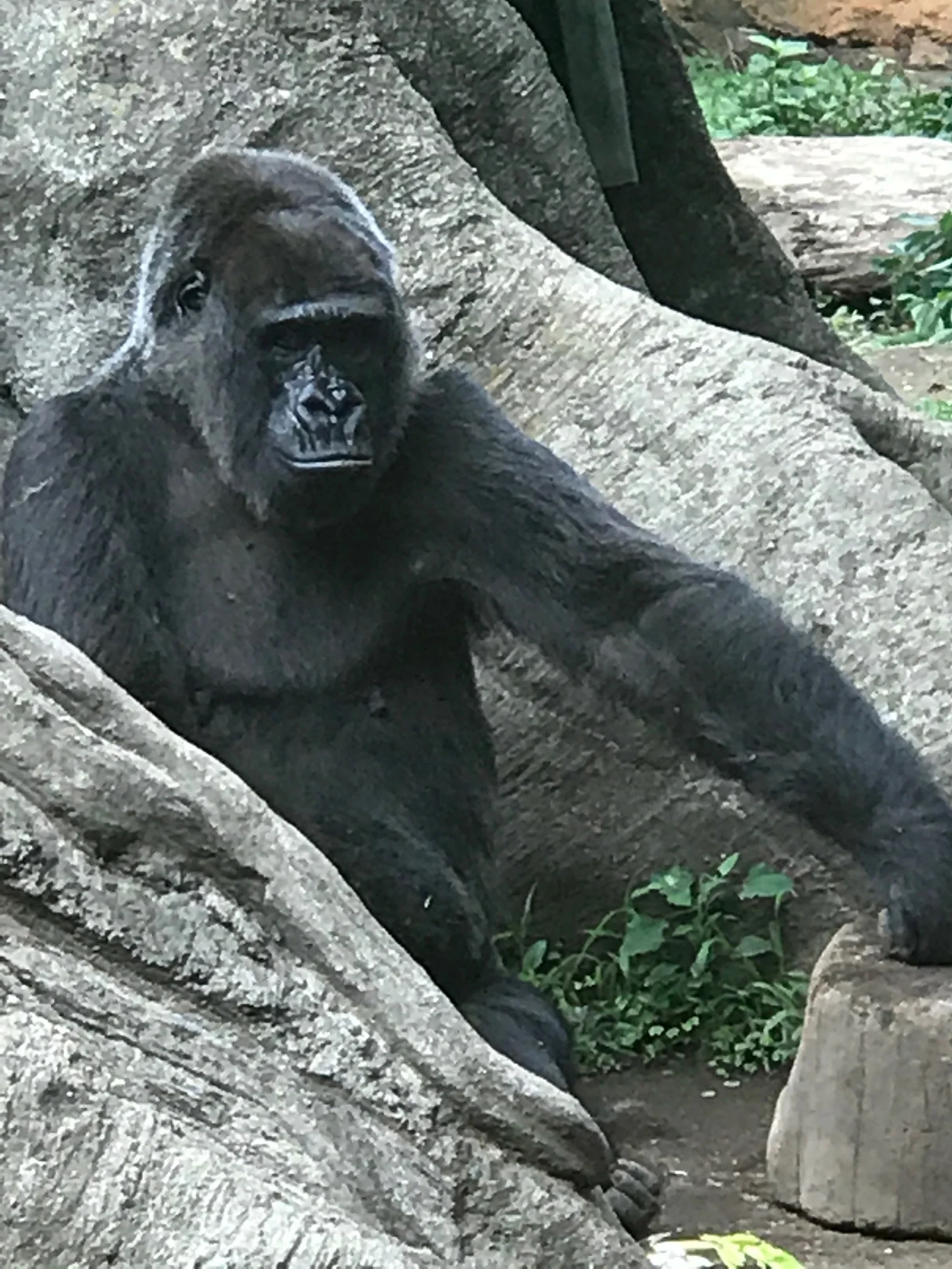 Gorilla at the Ueno Zoo