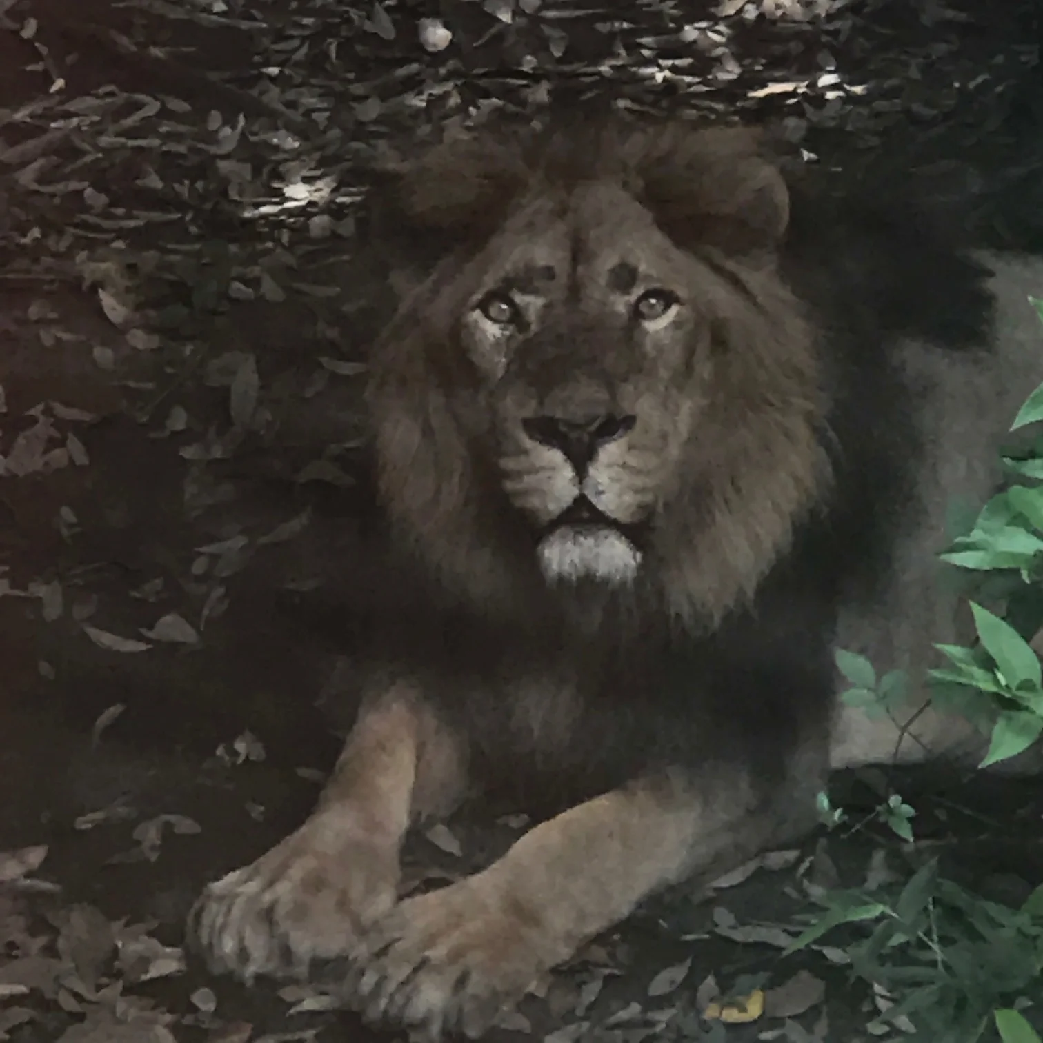 Lion at the Ueno Zoo