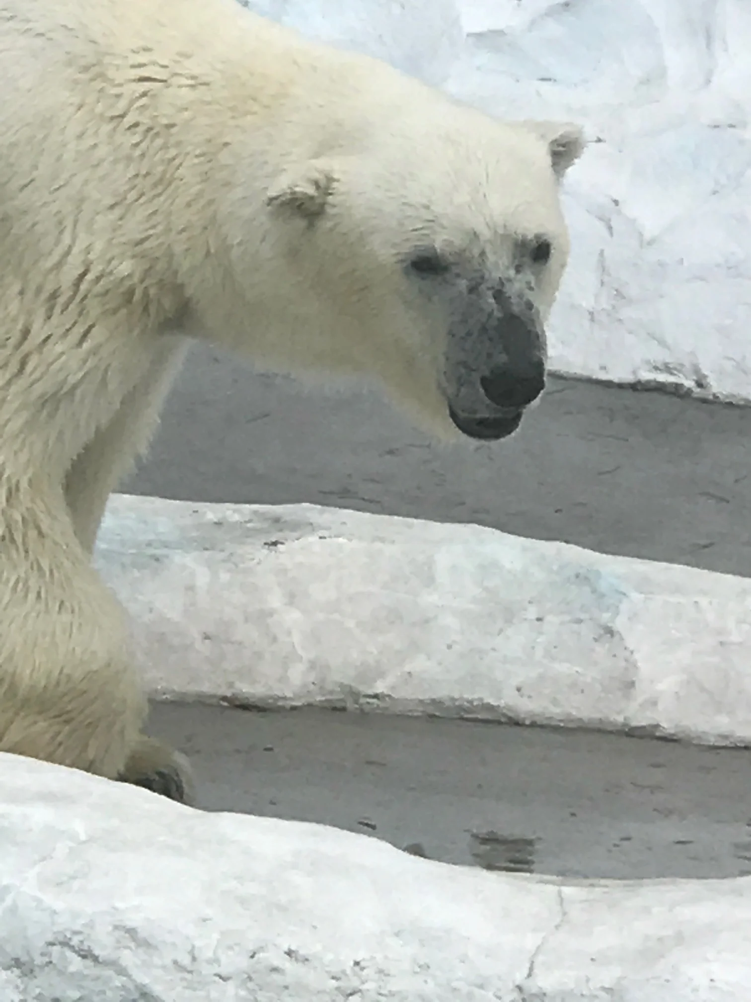 Polar Bear at the Ueno Zoo