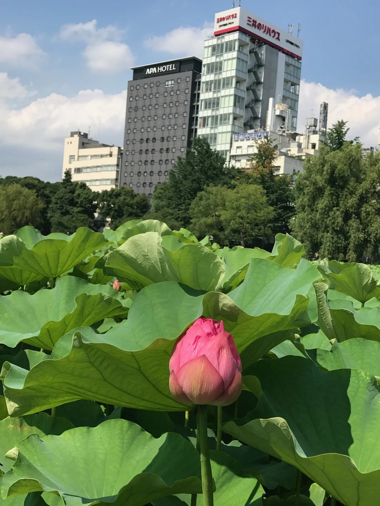Lotus Blossoms
