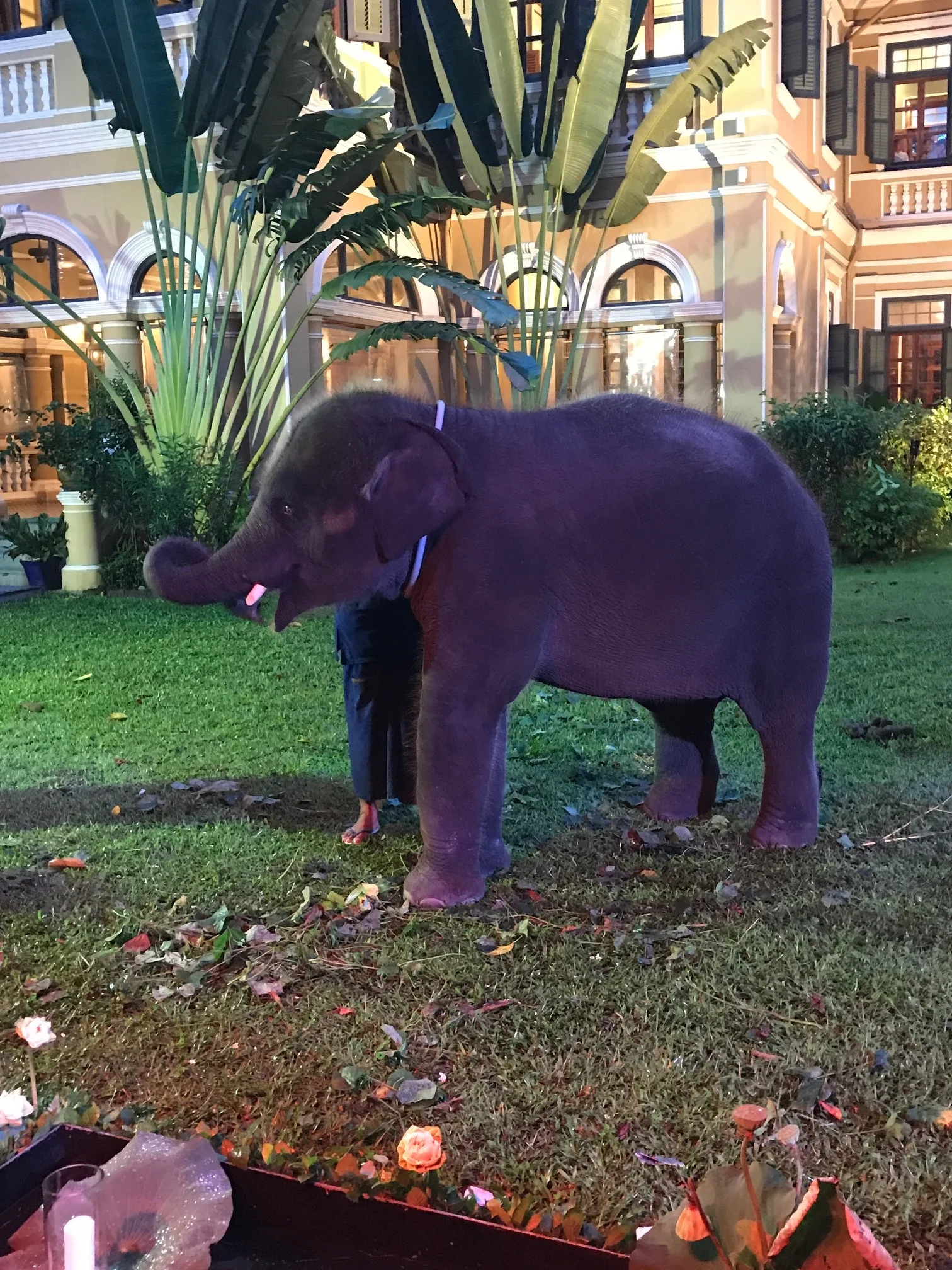 Baby Elephant at the Blue Elephant