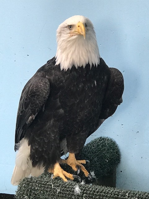 Eagle at Mt. Roberts