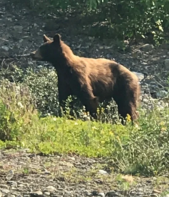 Bear Sighting