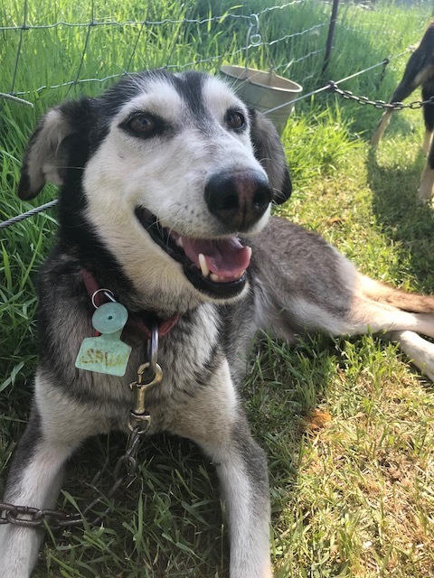 Sled Dog
