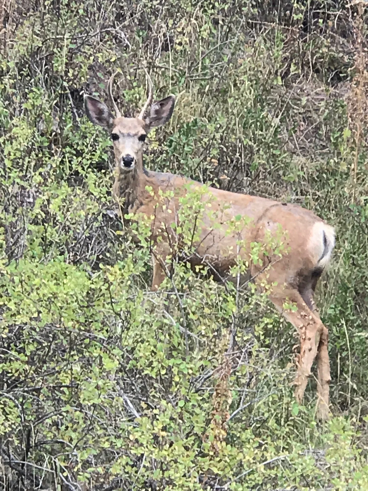 Deer