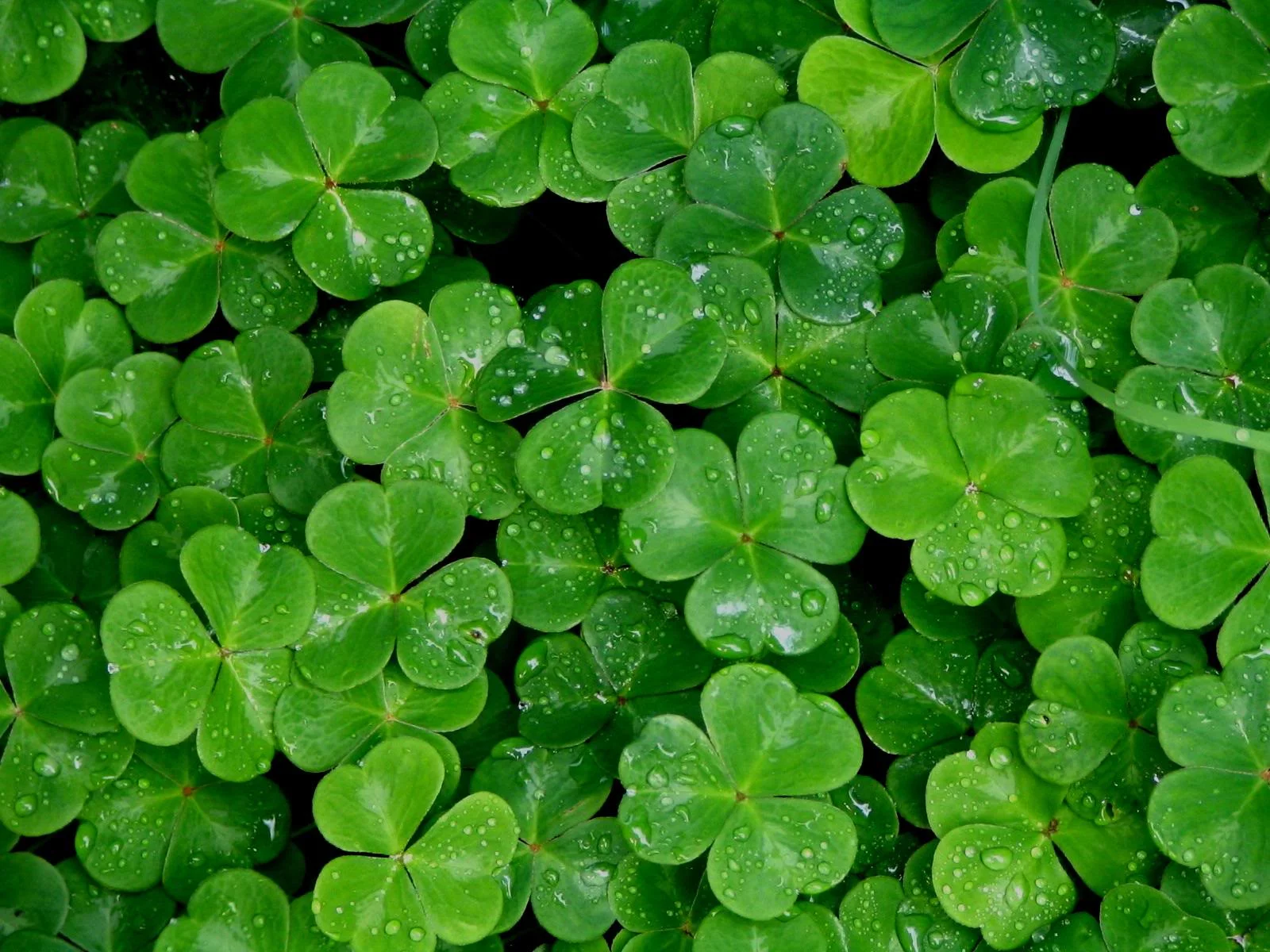 Shamrocks.jpg