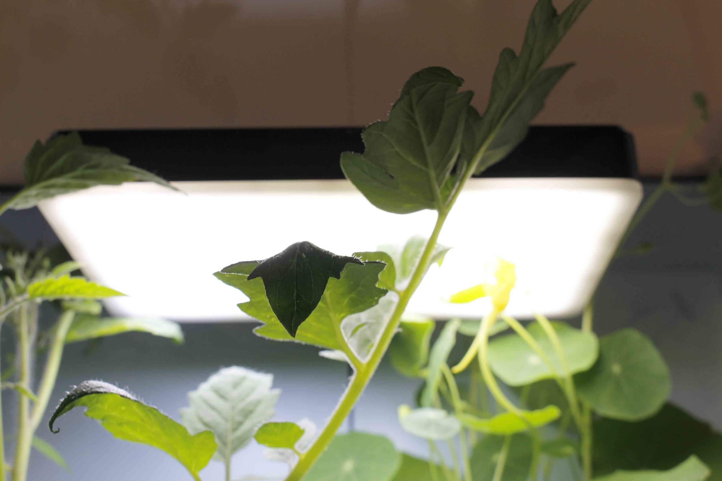 The light was designed to balance growing efficiency and aesthetics in the home.